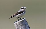 Northern Wheatearborder=